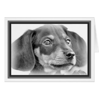 Dachshund Puppy B&W Cards