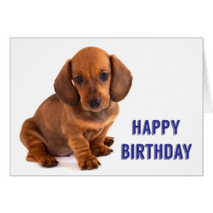 Funny Dachshund Birthday Cards - Greeting & Photo Cards 