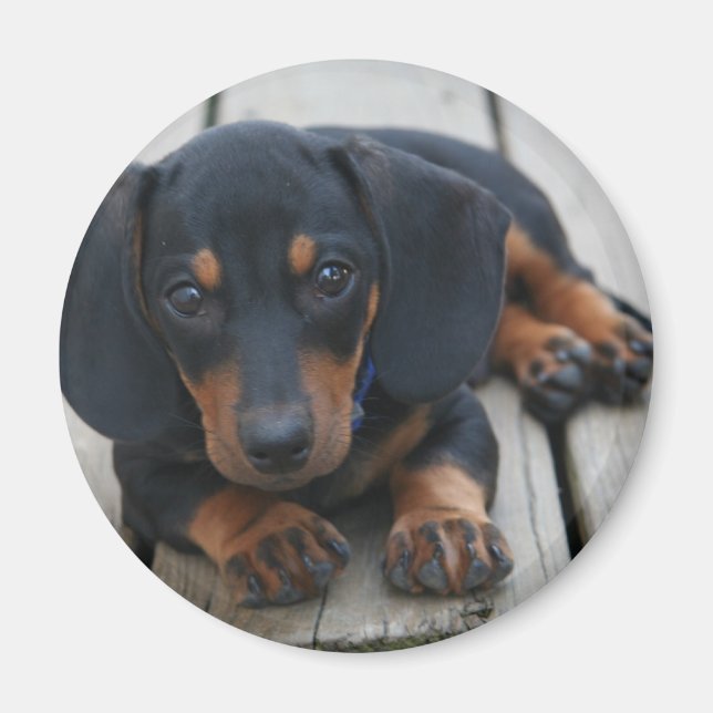 Dachshund Puppy Black Magnet (Front)