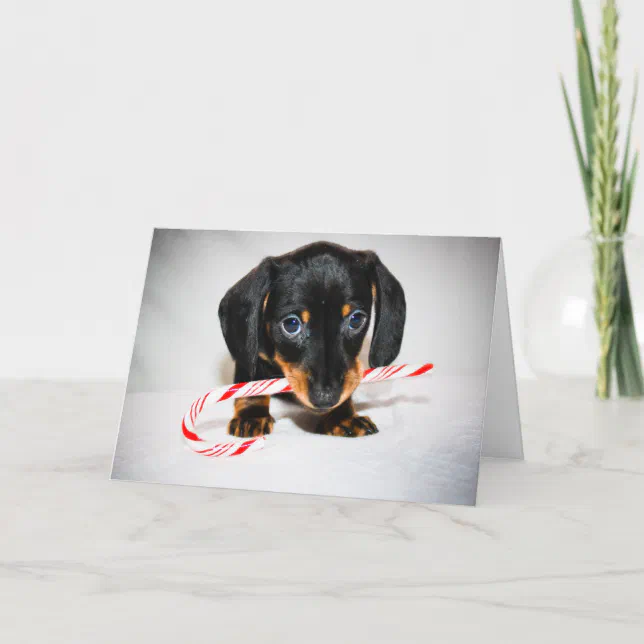 Dachshund puppy Christmas card | Zazzle