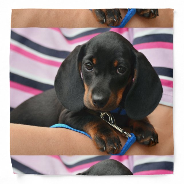 dachshund-puppy cute bandana (Front)