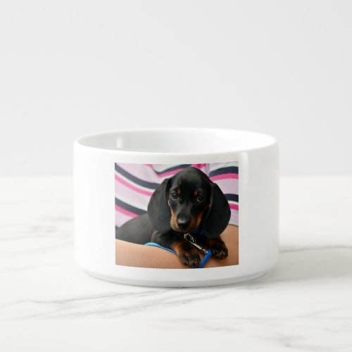dachshund-puppy cute bowl