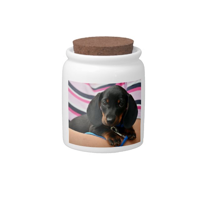 dachshund-puppy cute candy jar (Front)