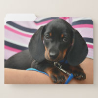 dachshund-puppy cute