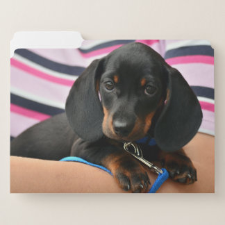 dachshund-puppy cute file folder