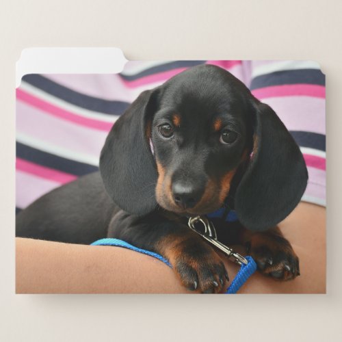 dachshund_puppy cute file folder