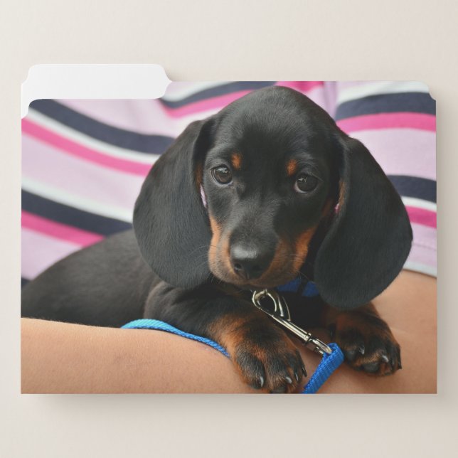 dachshund-puppy cute file folder (Front Left)