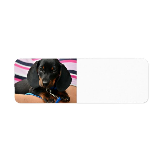 dachshund-puppy cute label (Front)