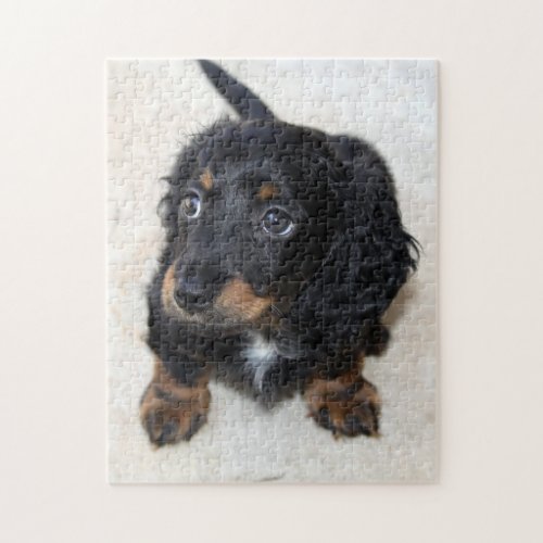 Dachshund puppy dog beautiful photo jigsaw puzzle