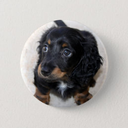 Dachshund puppy dog cute beautiful photo, gift button