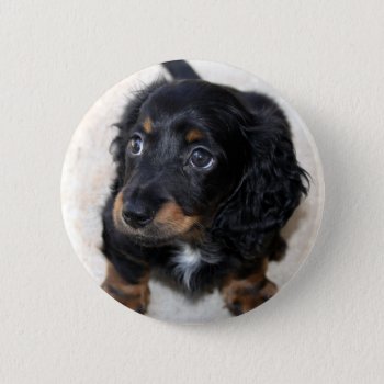 Dachshund Puppy Dog Cute Beautiful Photo  Gift Button by roughcollie at Zazzle