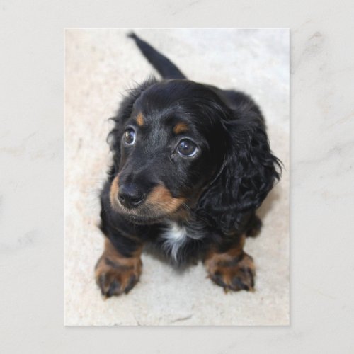 Dachshund puppy dog cute beautiful photo postcard