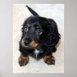 Dachshund puppy dog cute beautiful photo, print