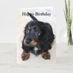 DACHSHUND CHARMING WIRE HAIRED DOG GREETINGS NOTE CARD BEAUTIFUL SITTING DOG