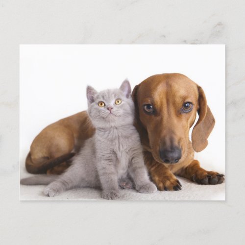 Dachshund Puppy Dog Kitten Blank Postcard
