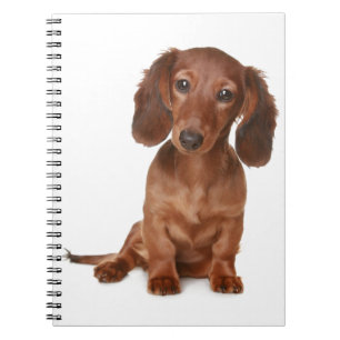 Dachshund Puppy Dog Love Notebook