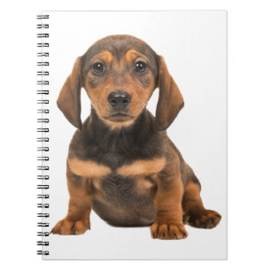 Dachshund Puppy Dog - Love Puppies Notebook