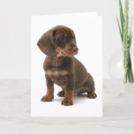 Dachshund Puppy Greeting Card