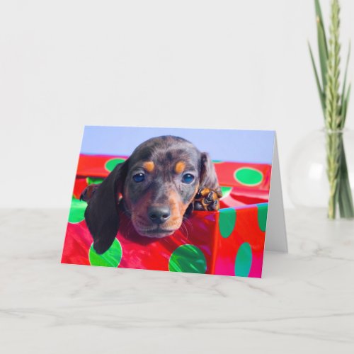 Dachshund puppy in gift box holiday card