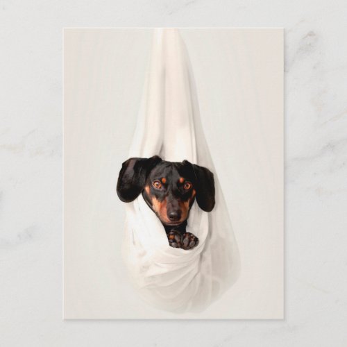 Dachshund Puppy in Hammock Cute Adorable Dog Postcard