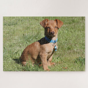 Dachshund Puppy Jigsaw Puzzle