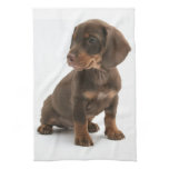 Dachshund Puppy Kitchen Towel