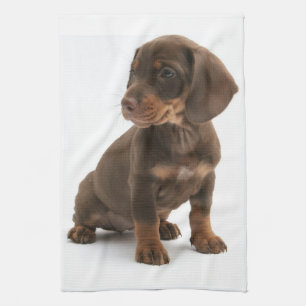 Dachshund Puppy Kitchen Towel