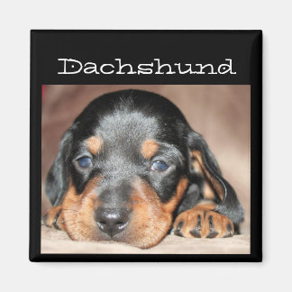 Dachshund Puppy Magnet
