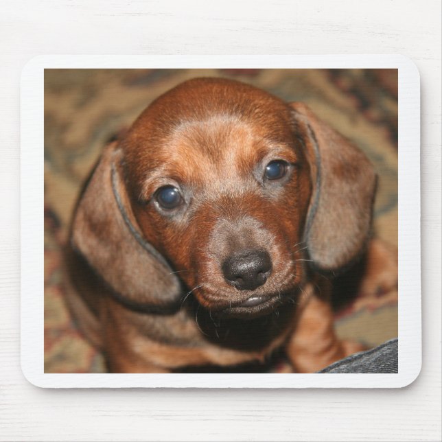 Dachshund Puppy One Mouse Pad (Front)