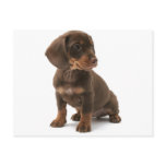 Dachshund Puppy Postcard