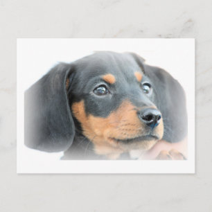 Dachshund Puppy Postcard
