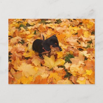 Dachshund Puppy Postcard by Artnmore at Zazzle