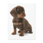 Dachshund Puppy Postcard