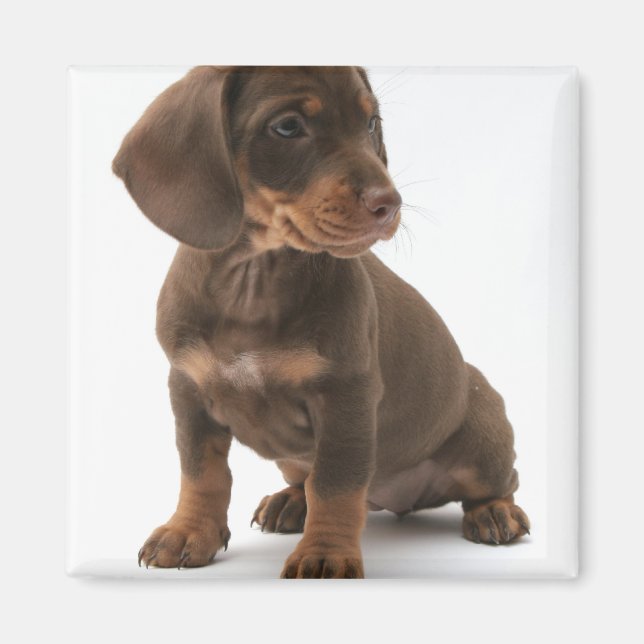 Dachshund Puppy Square Magnet (Front)