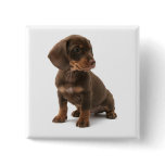 Dachshund Puppy Square Pin