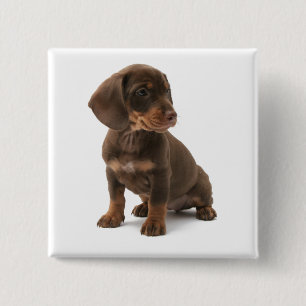 Dachshund Puppy Square Pin