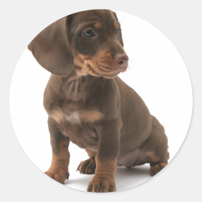 Dachshund Puppy Stickers (Front)