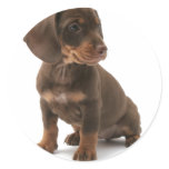 Dachshund Puppy Stickers