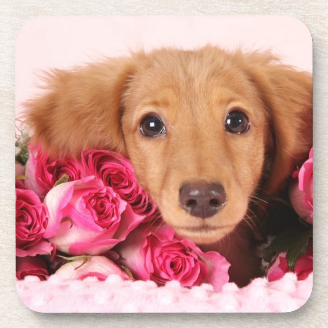 Dachshund Puppy Surrounded by Roses Beverage Coaster (Front)