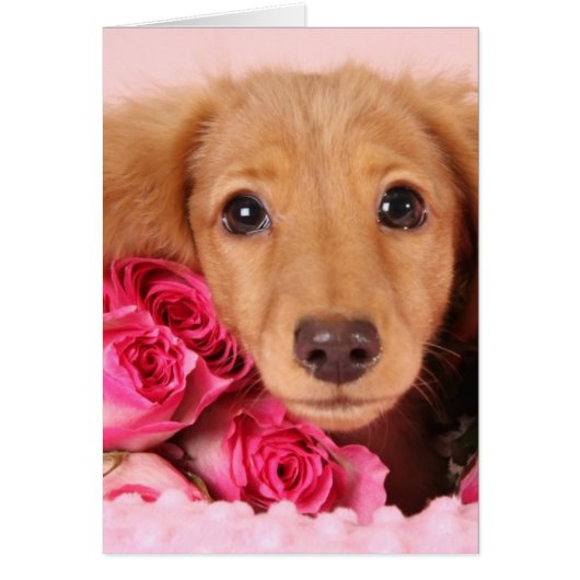 Dachshund Puppy Surrounded by Roses Cards (Front)