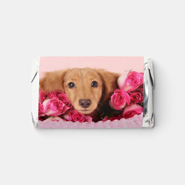 Dachshund Puppy Surrounded by Roses Hershey's Miniatures (Front)