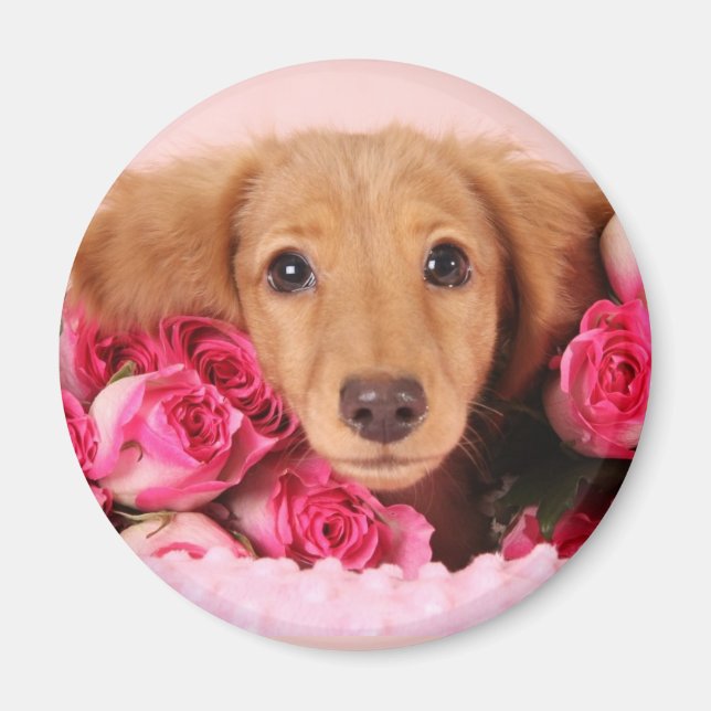 Dachshund Puppy Surrounded by Roses Magnet (Front)