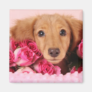 Dachshund Puppy Surrounded by Roses Magnet