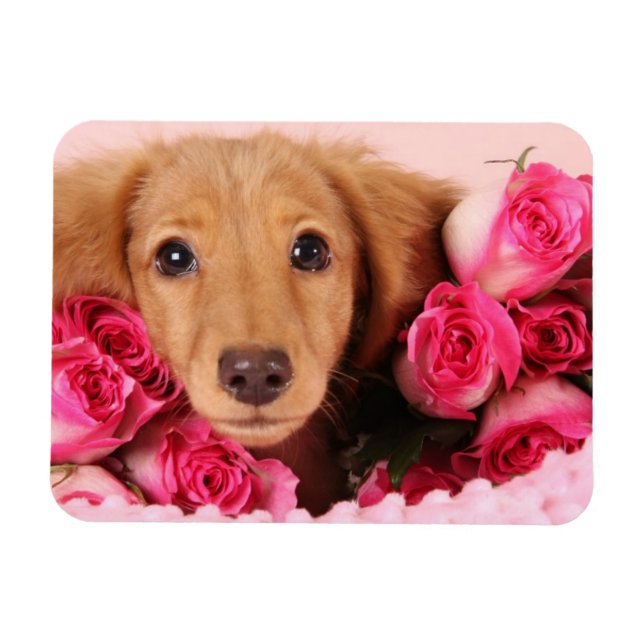 Dachshund Puppy Surrounded by Roses Magnet (Horizontal)