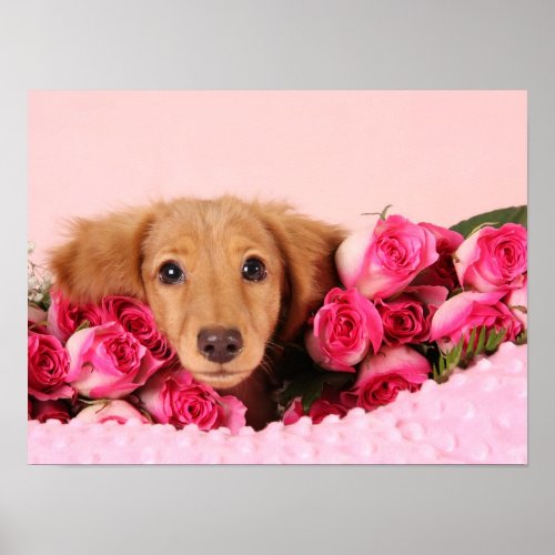 Dachshund Puppy Surrounded by Roses Poster