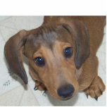 Dachshund Puppy -"The look " Sculpture<br><div class="desc">If you have ever had a puppy then you know "the puppy eyes" that classic look your puppy gives you when he wants something or is trying to act innocent. Keep the look without the guilt! With this adorable Dachshund Puppy staring you down.</div>
