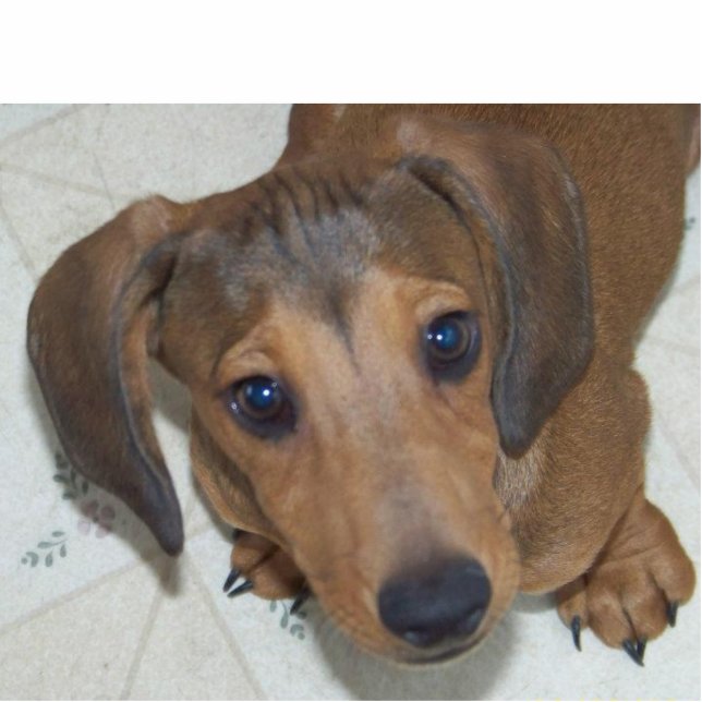 Dachshund Puppy -"The look " Sculpture (Front)