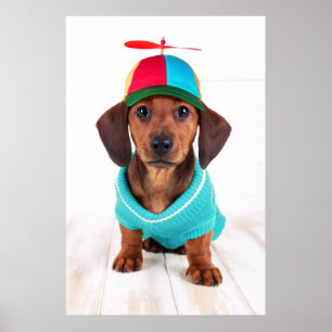 Dachshund Puppy Wearing Propeller Hat Poster