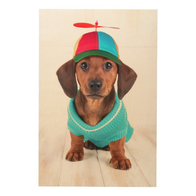 Dachshund Puppy Wearing Propeller Hat Wood Wall Art (Front)
