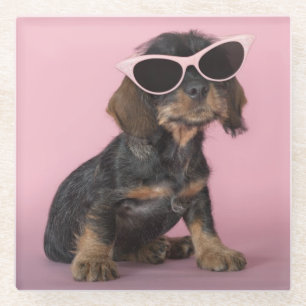 Dachshund Puppy Wearing Sunglasses Glass Coaster